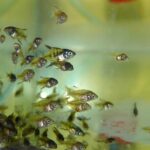 Nomenclatura de las crías de peces al nacer
