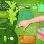 Nopal: propiedades beneficios y riesgos a considerar