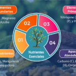 Nutrición de las plantas: fundamentos y procesos esenciales
