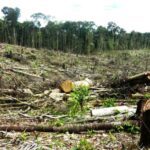 Ocho estrategias efectivas para combatir la deforestación
