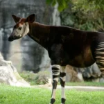 Okapi: un fascinante animal en peligro de extinción