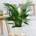 Opciones de plantas de interior con flores blancas