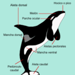 Orca y falsa orca: principales diferencias explicadas