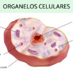 Organelos celulares: funciones ejemplos y su importancia