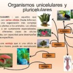 Organismos unicelulares y pluricelulares: características y comparaciones