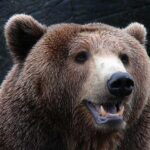 Oso grizzly: alimentación y rasgos distintivos