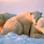 Osos: un futuro incierto por su extinción inminente