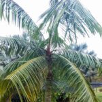 Palmera Kentia: Guía esencial para su cuidado