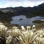 Páramo: biodiversidad ecosistemas y particularidades únicas