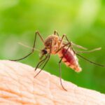 Parasitismo: Conceptos y casos relevantes en la naturaleza
