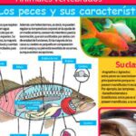 Peces carnívoros: definición y variedad de ejemplos