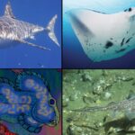Peces cartilaginosos: rasgos distintivos y sus variedades