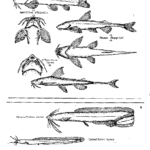 Peces de río: variedad de especies y sus características visuales