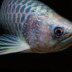 Peces eléctricos: características y especies fascinantes