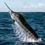 Peces en peligro de extinción que debes conocer