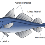 Peces óseos: rasgos distintivos y tipos destacados