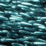 Peces pelágicos: características tipos y más información relevante