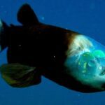 Peces transparentes: un misterio fascinante de la naturaleza