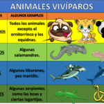 Peces vivíparos: características y ejemplos destacados