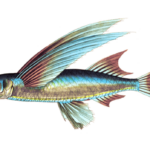 Peces voladores: hábitats especies curiosidades y fotografías atractivas