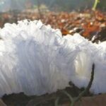 Pelo de hielo: características y causas de su formación