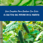 Pepinos: guía para sembrar y cultivar con éxito