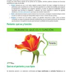 Perianto: Definición y funciones en las flores