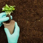 Perlita en jardinería: usos y beneficios esenciales