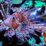 Pez león: características y datos sobre esta especie invasora
