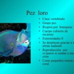 Pez loro: hábitat alimentación y rasgos distintivos