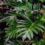 Philodendron hederaceum: guía de cuidados y reproducción esencial