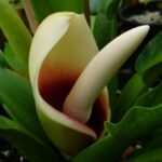 Philodendron rugosum: guía de cuidados y reproducción efectiva