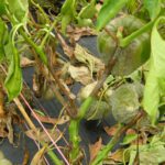 Phytophthora: síntomas tratamientos y características esenciales