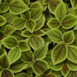 Pilea involucrata: cuidados ubicación riego y reproducción eficaces