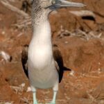 Piquero de patas azules: hábitat dieta y características esenciales