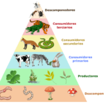 Pirámides ecológicas: definición y clasificaciones relevantes