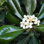 Pittosporum tobira: guía de cuidados y problemas comunes