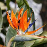 Planta ave del paraíso: guía de cuidados y cultivo