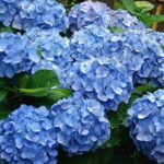 Plantas acidófilas: características ejemplos y cómo cuidarlas