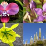 Plantas amenazadas en peligro crítico en el Perú