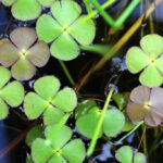 Plantas amenazadas en peligro de extinción en España