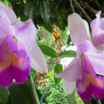 Plantas amenazadas en peligro en Colombia