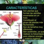 Plantas angiospermas: definición características y ejemplos destacados