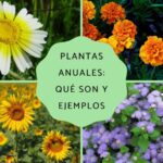 Plantas anuales: características y ejemplos destacados