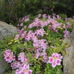 Plantas chilenas en riesgo de extinción y conservación