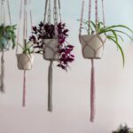 Plantas colgantes ideales para espacios soleados