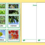 Plantas de hoja perenne versus plantas de hoja caduca