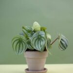 Plantas de interior ideales para espacios con poca luz