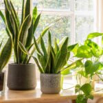 Plantas de interior ideales sin flores para tu hogar