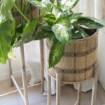 Plantas de interior robustas y de larga duración